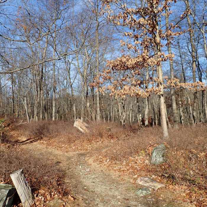 Near Fingerboard Mountain Loop