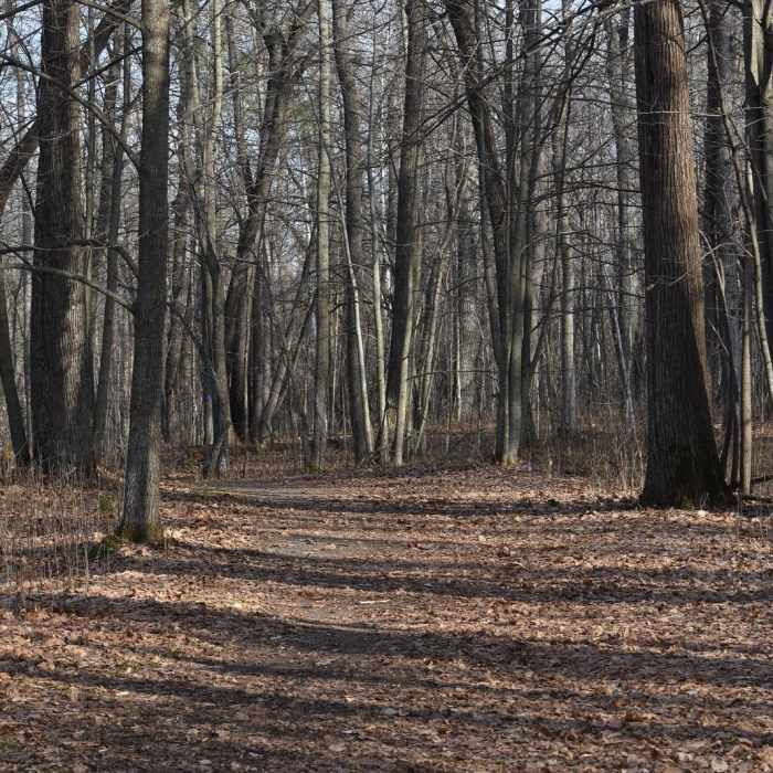 Near Hiking Club Trail - Mille Lacs Kathio State Park