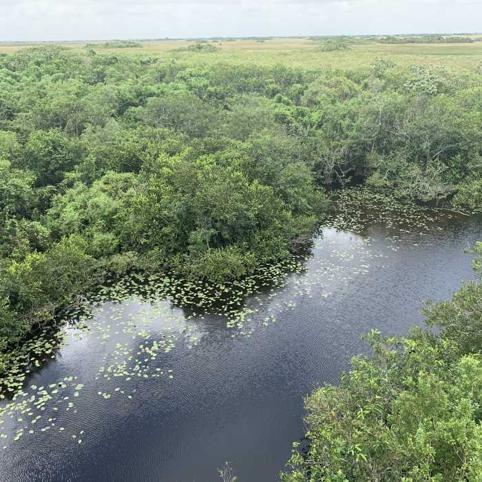 Shark Valley Observation Tower - Awesome Views Near Tram Trail