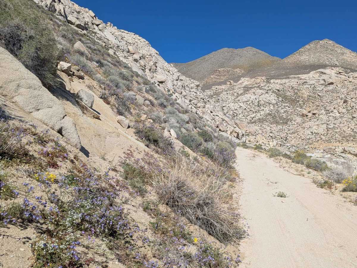BLM SE115 photo 4