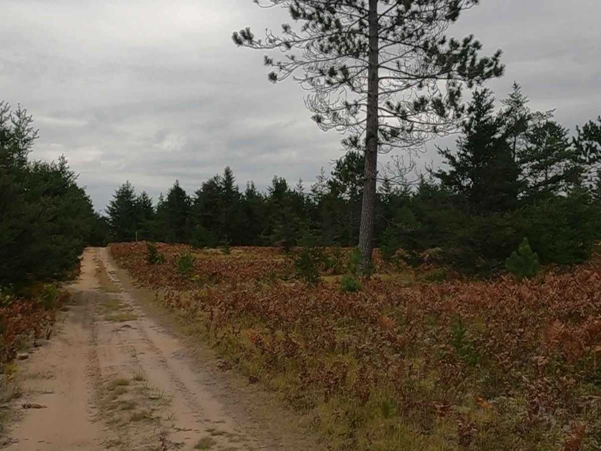 Flat Land - FSR 3036 photo 4