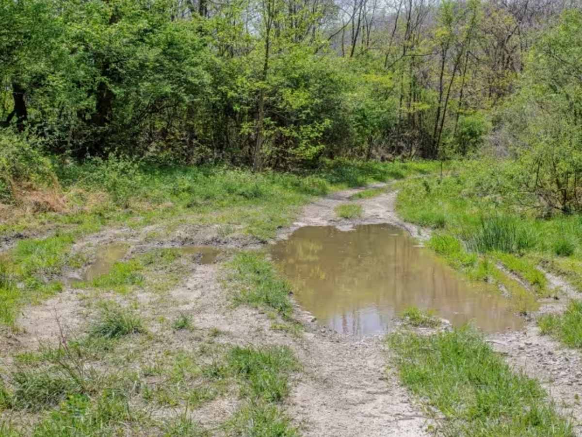 GS1 Trail photo 4