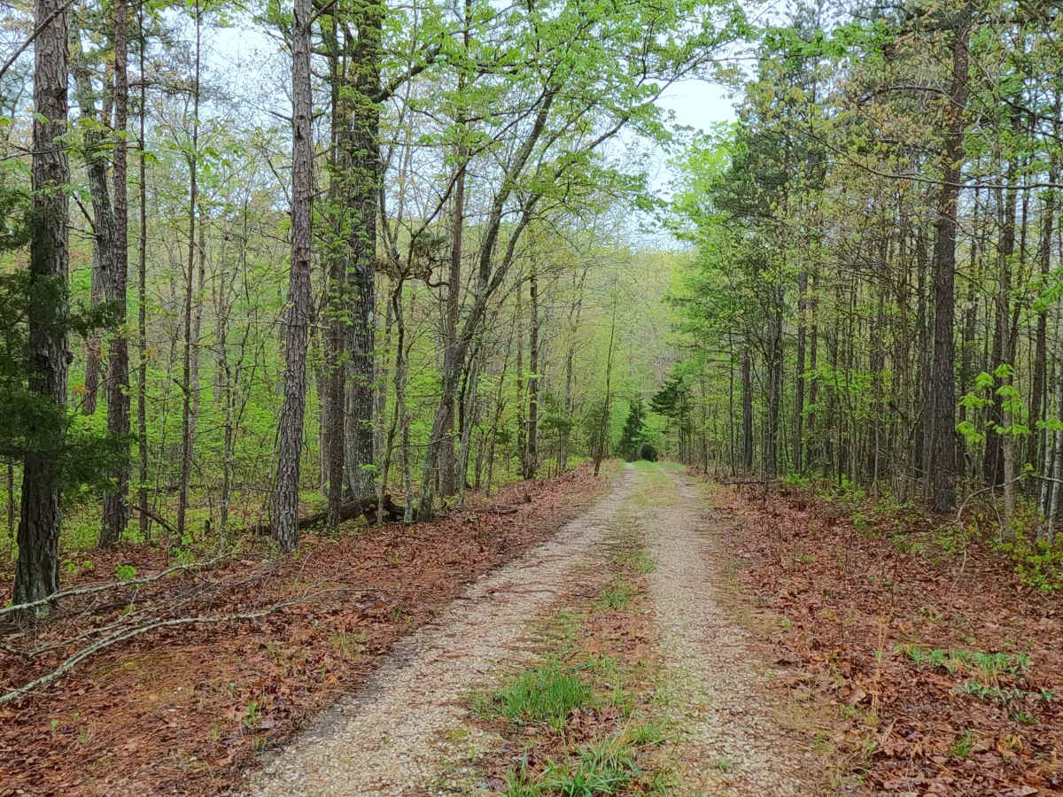 Rocky Top - FS 2663 photo 5