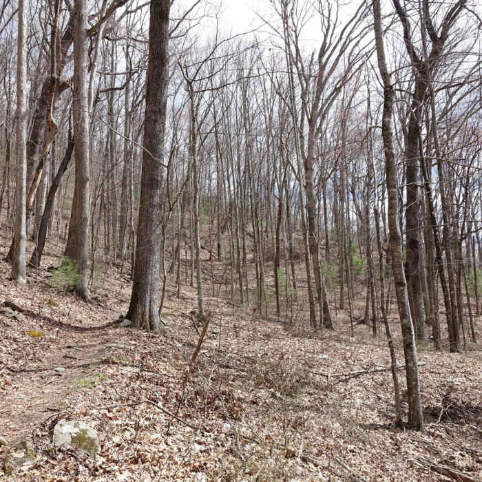 Near Gregory Bald + Shuckstack Fire Tower via Twentymile Loop Near Gregory Bald + Shuckstack Fire Tower via Twentymile Loop