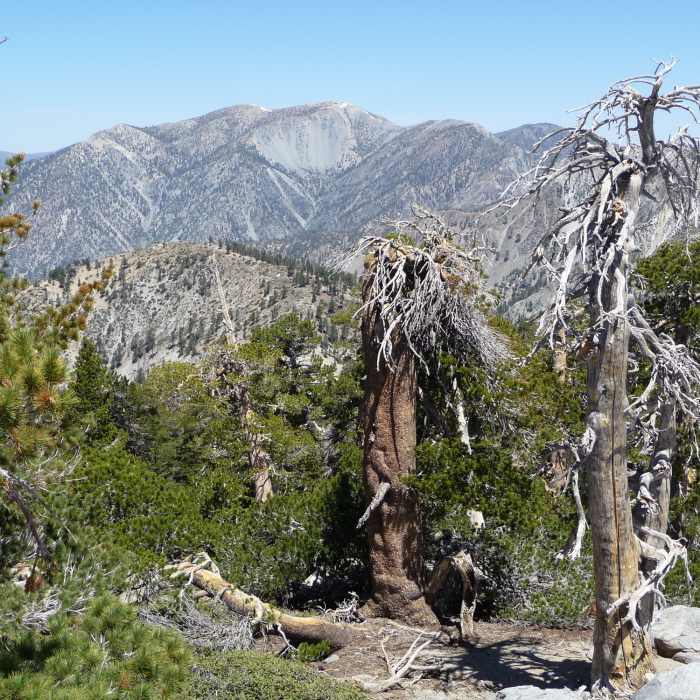 Near Icehouse to Cucamonga and Etiwanda Peaks