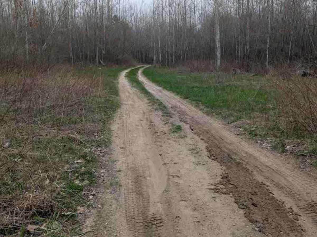 Birch Tree Trail trail photo