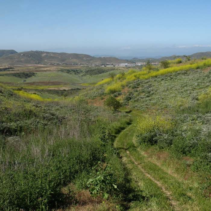 Near Lusardi Creek Loop Trail