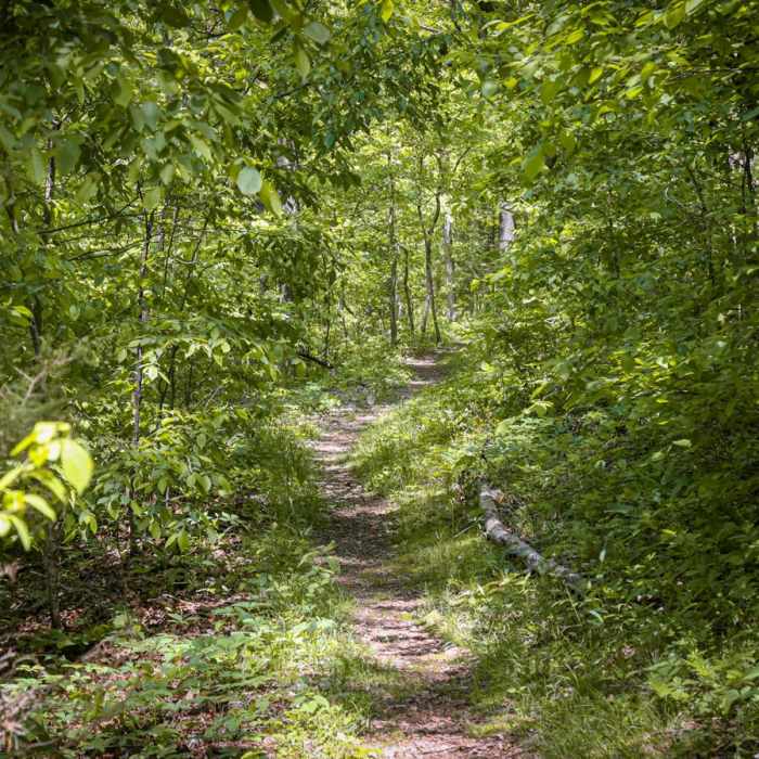 Near Dogwood Loop Trail Near Dogwood Loop Trail