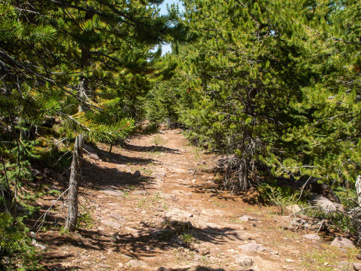 Center Creek - FS 10037 photo 6