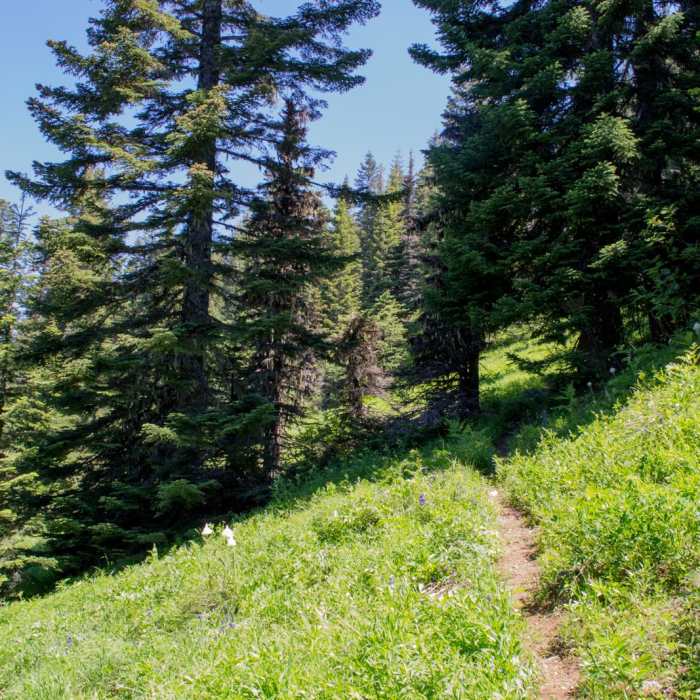 Near Horsepasture Mountain Trail
