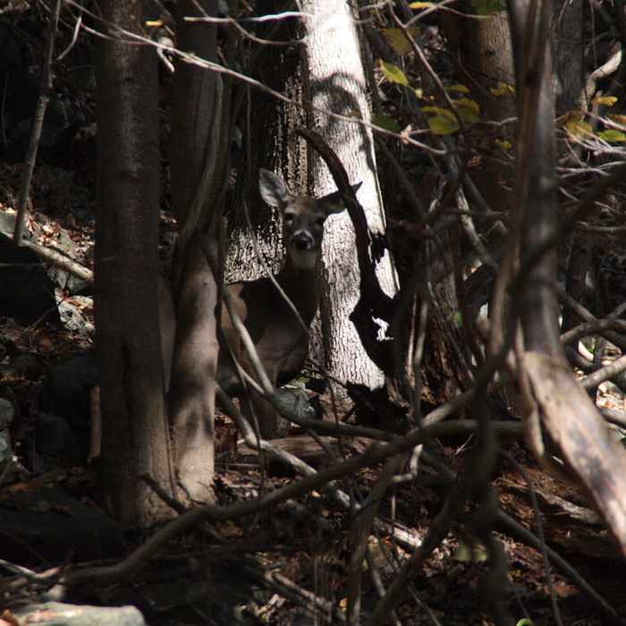 Near Newton Hills State Park