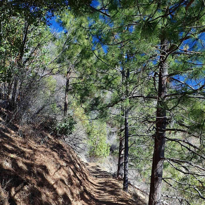 Near Sasquatch Trail