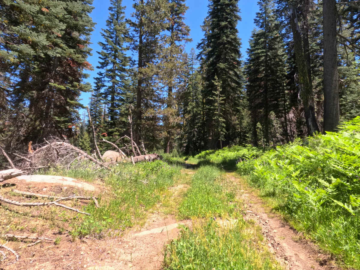 Lyons Five - FS 11N28A trail photo