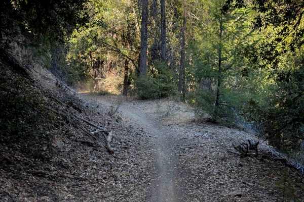 Berry Creek 