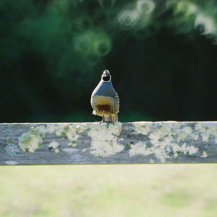 Near Earthquake Trail