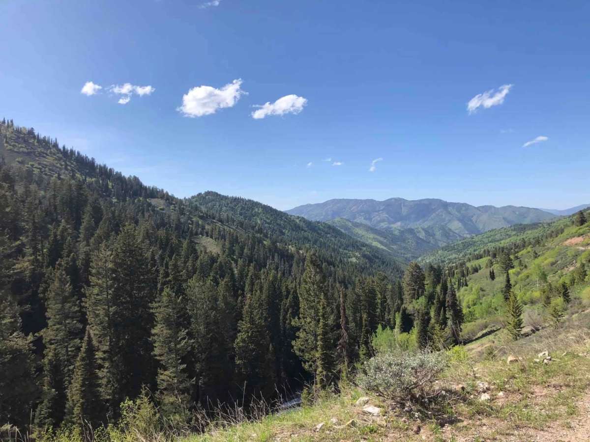 West Fork #863 Elk Creek trail photo