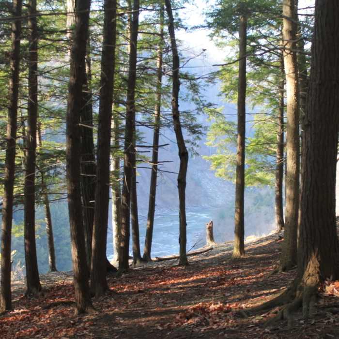 View of Gorge through the woods. Near Letchworth State Park FLT Branch