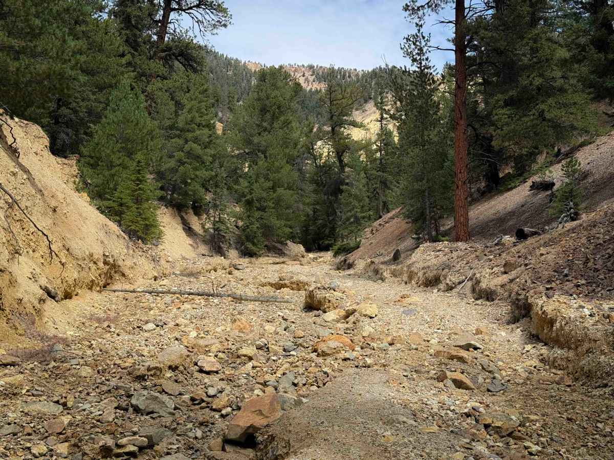 FS 195W trail photo