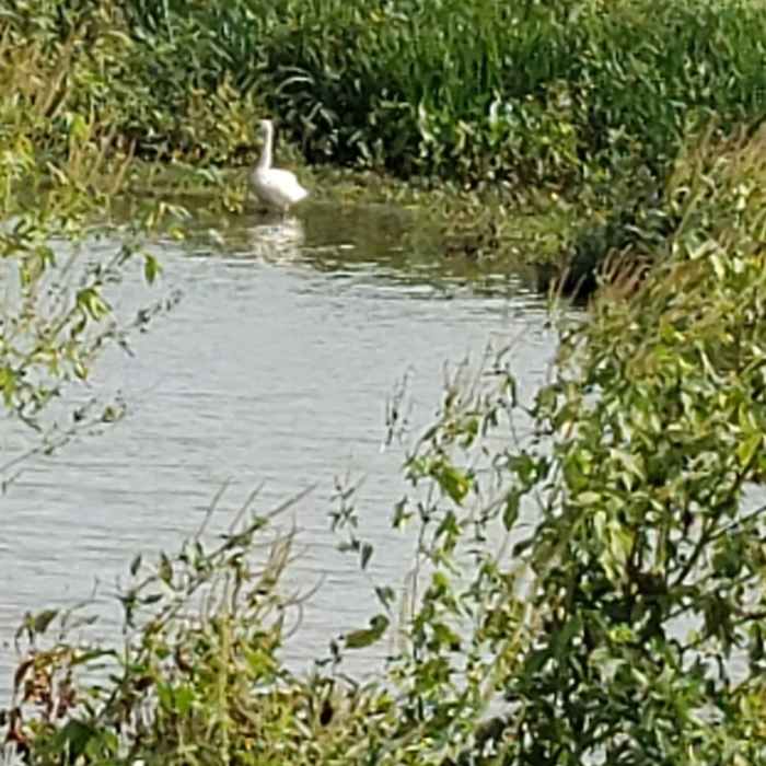 Near Western Pool Loop