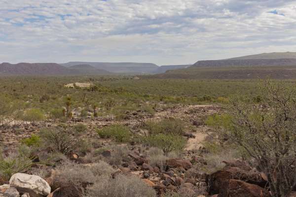 Desert Jungle to San Ignacio