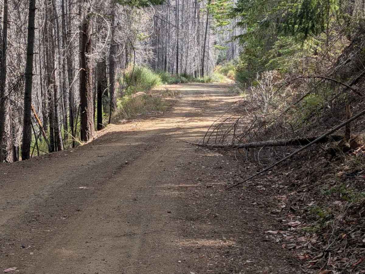Jud Creek Road - FS 3N07  photo 3