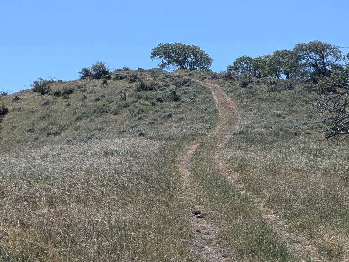 Woodpecker - FS 31E51 trail photo