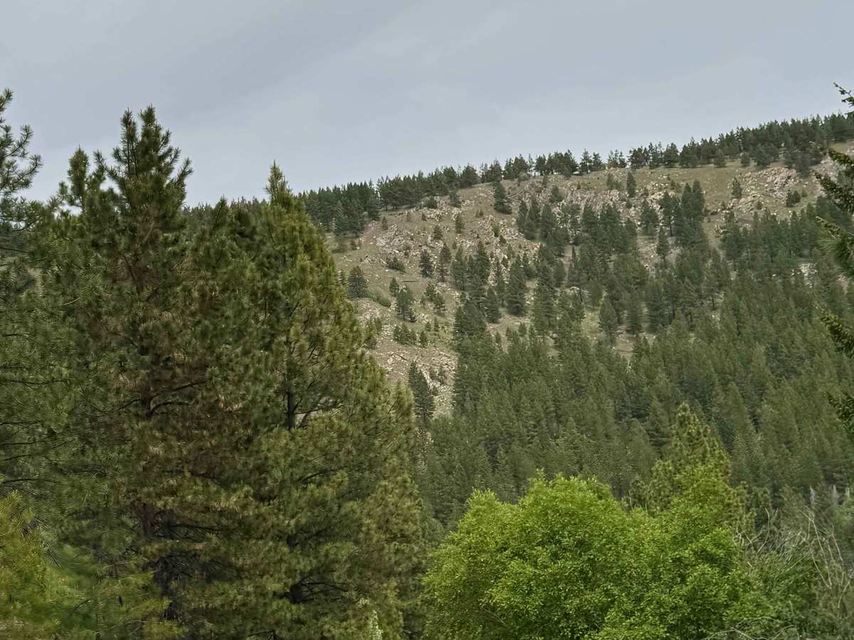 Antoine Creek Road - FS 8140 photo 5