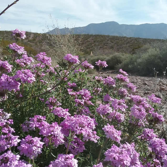 Glandularia and Franklin Mountains Near Tour de Lost Dog