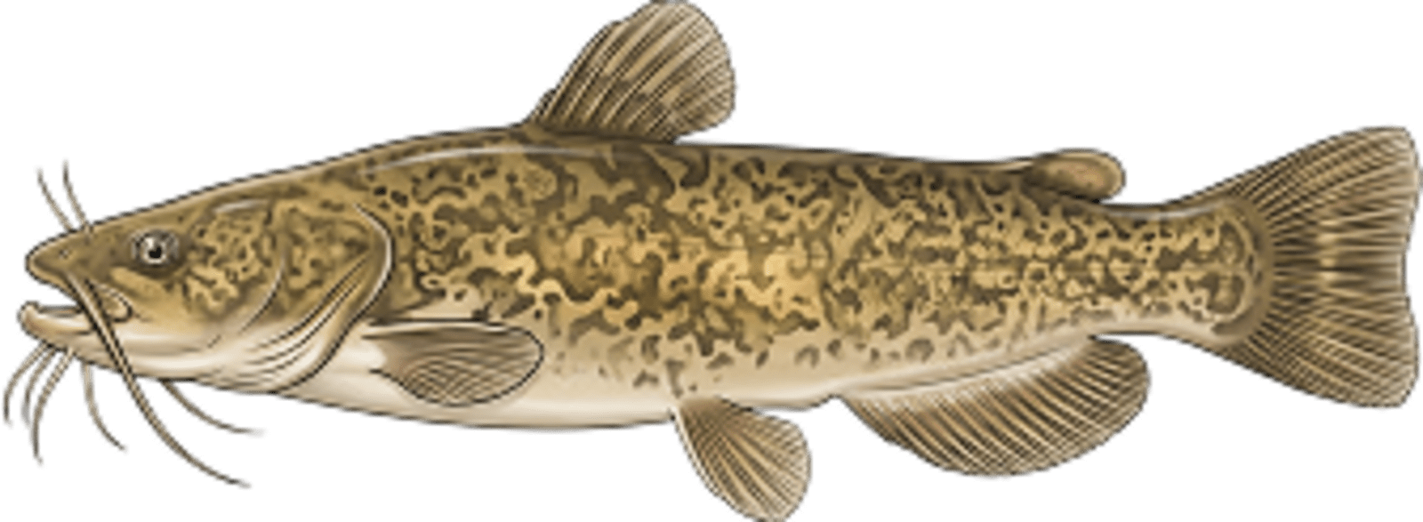 Flathead catfish