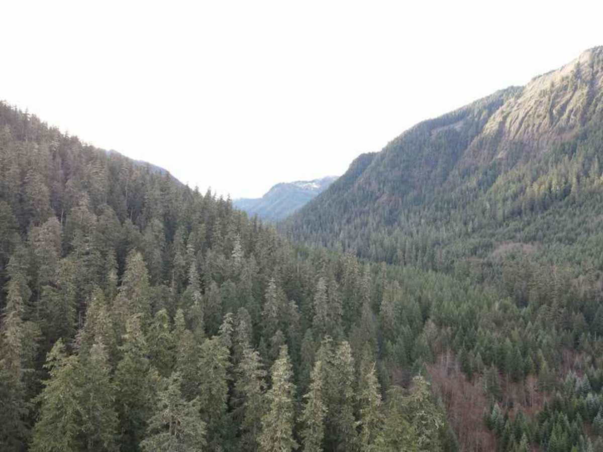 Yellow Jacket Creek photo 2