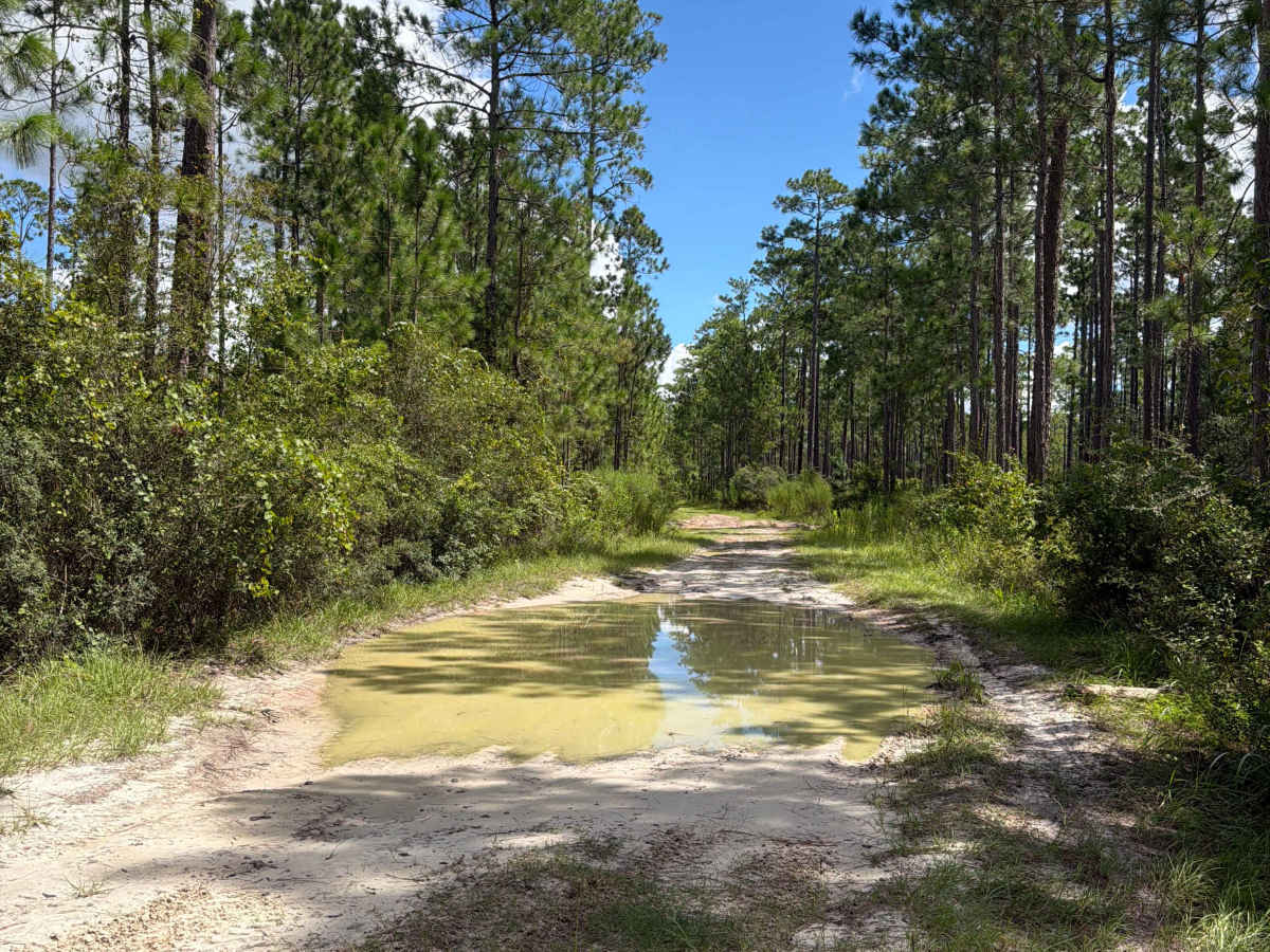 Little Gum - FS 215A trail photo