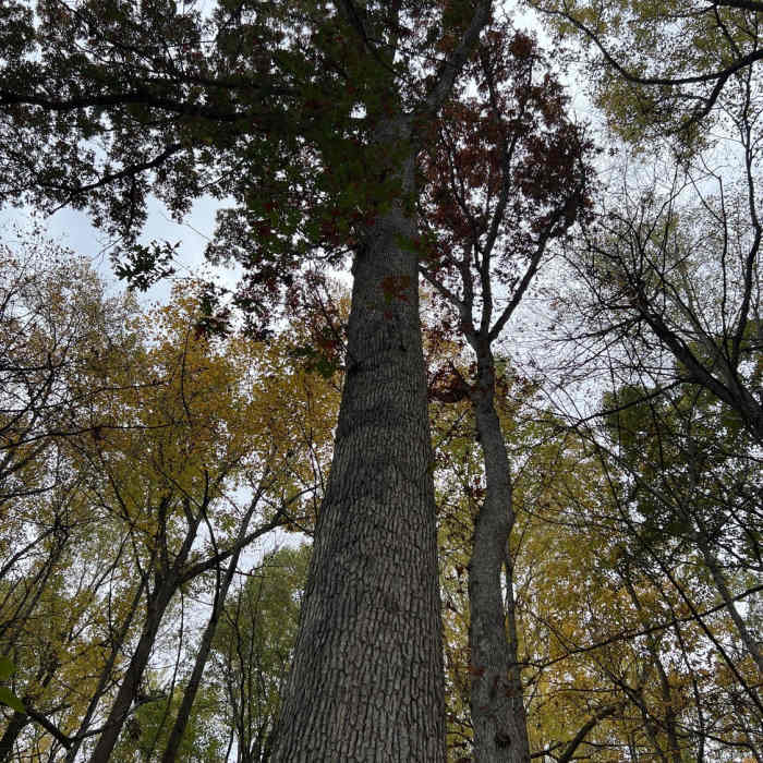 Near Mt. Gretna Loop