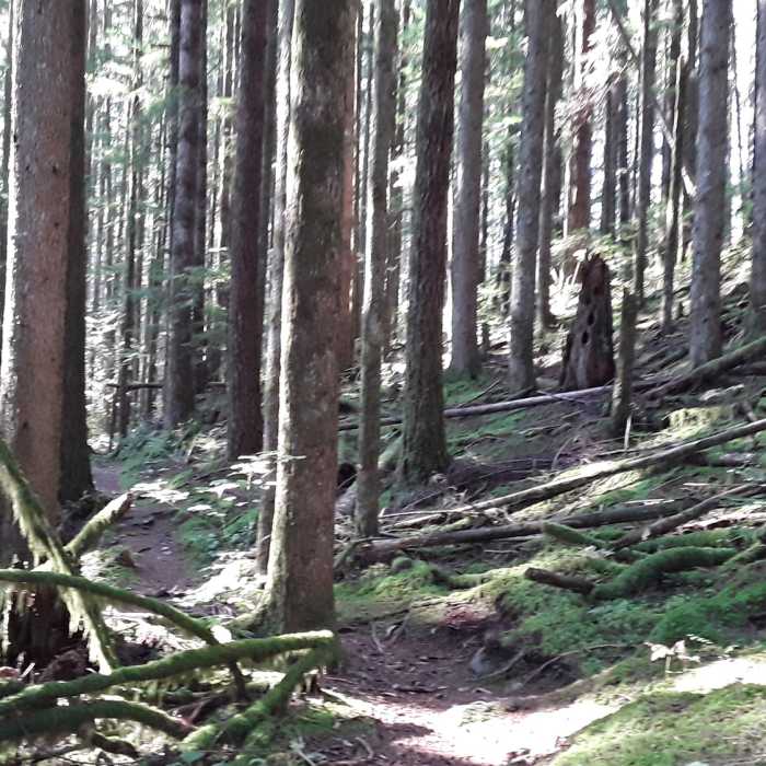 Trees Near MST/Powhatan Loop