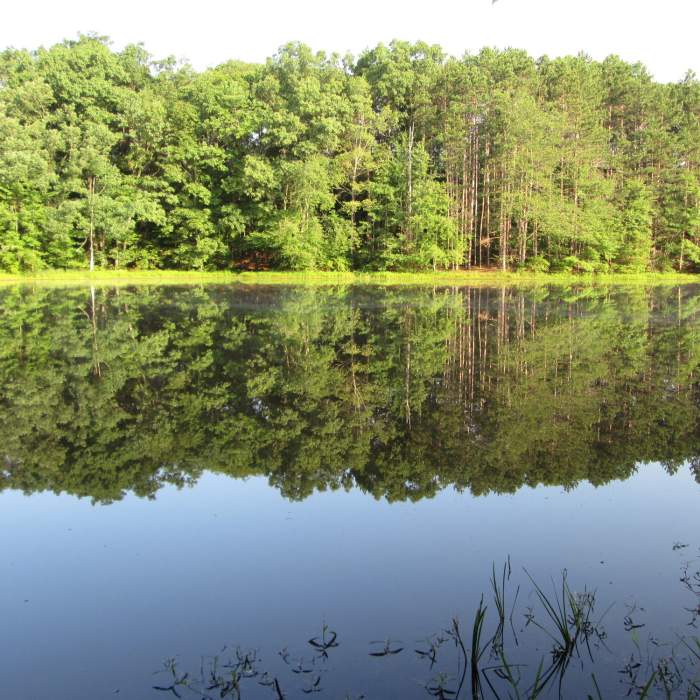 Reflections. Near Two Ponds Loop