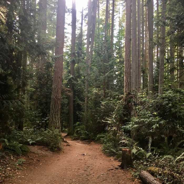 Lush evergreen forest near the Puget Sound Near Meadowdale Beach Trail