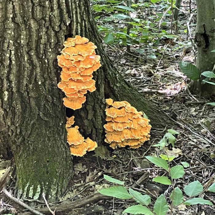 Near Romer - Pleasant - Cross Mountain Traverse