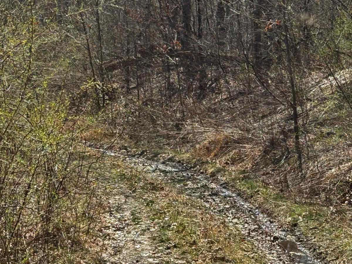 Little Council Run Trail photo 3
