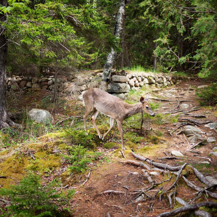 Local wildlife along the Jordan Pond Path. Near Jordan Pond to Eagle Lake Loop