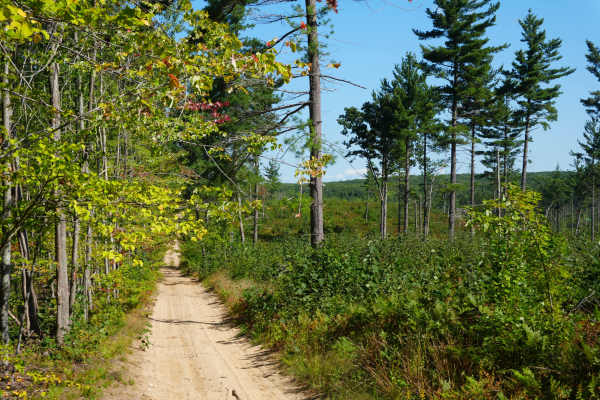 Woods Road