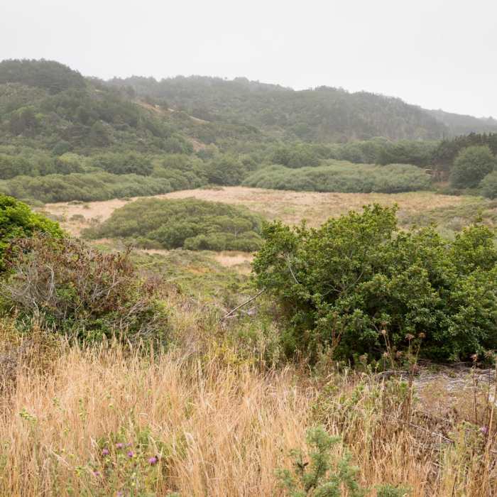 Near Limantour Estero via Muddy Hollow