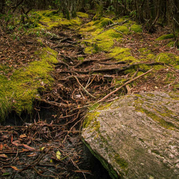 Near Graveyard Fields Near Graveyard Fields