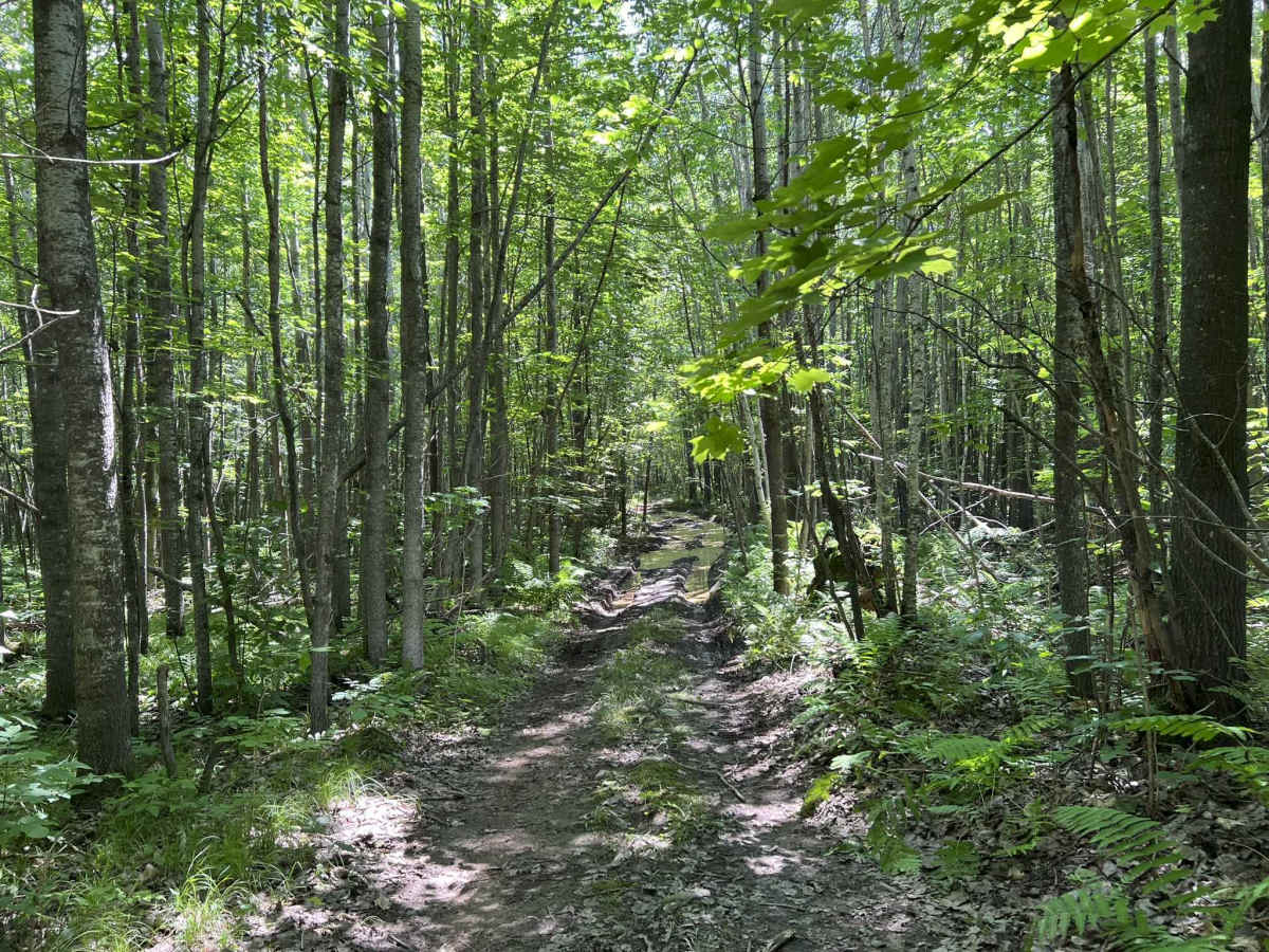 Forest County ATV/ SXS 8 Mile Loop Trail 4 trail photo