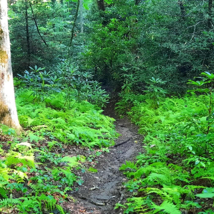 Wagon Road Gap Trail Near Turkeypen Gap Trail (#322)