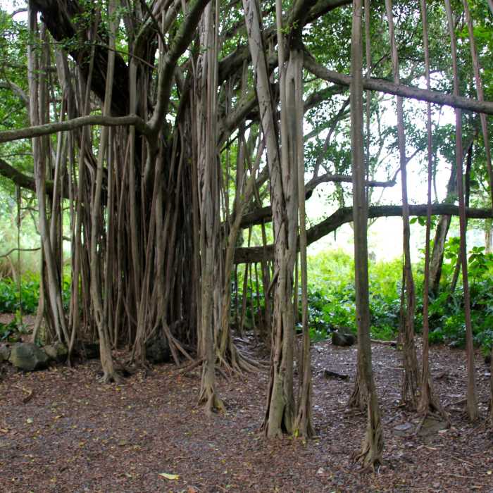 Near Kuloa Point Trail