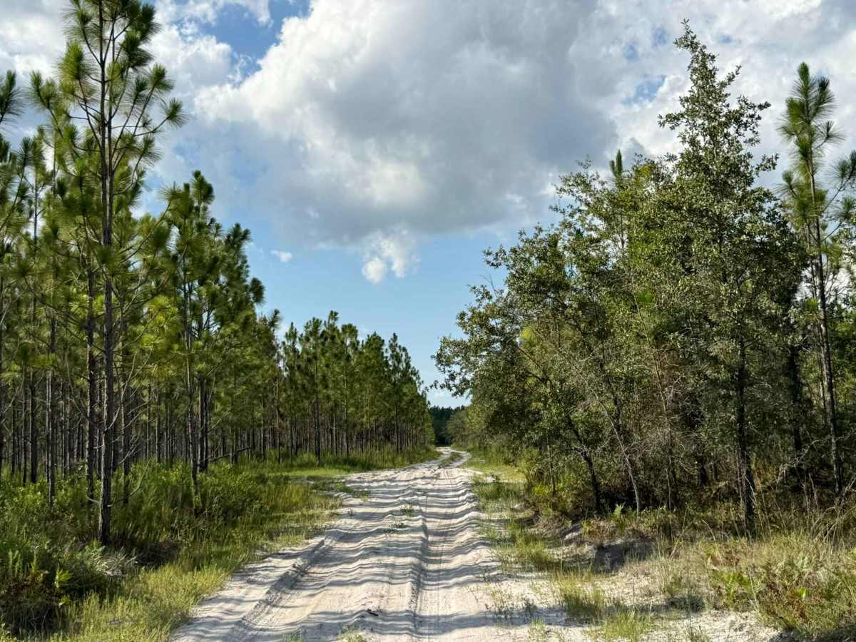 Skeleton Key Road photo 4