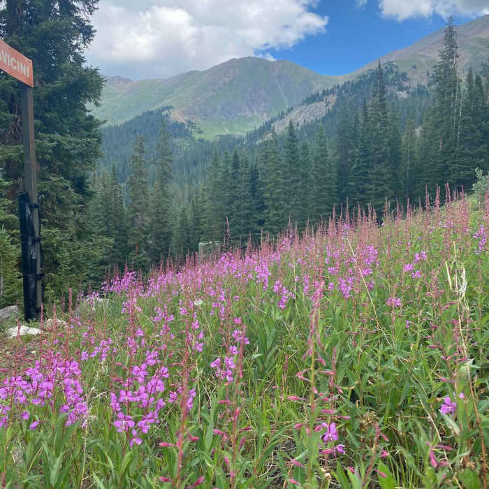 Wildflowers descending half moon to argentine north fork. Near Half Moon Trail