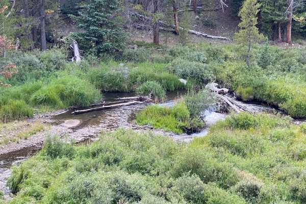 Tin Cup Lily Pond Loop