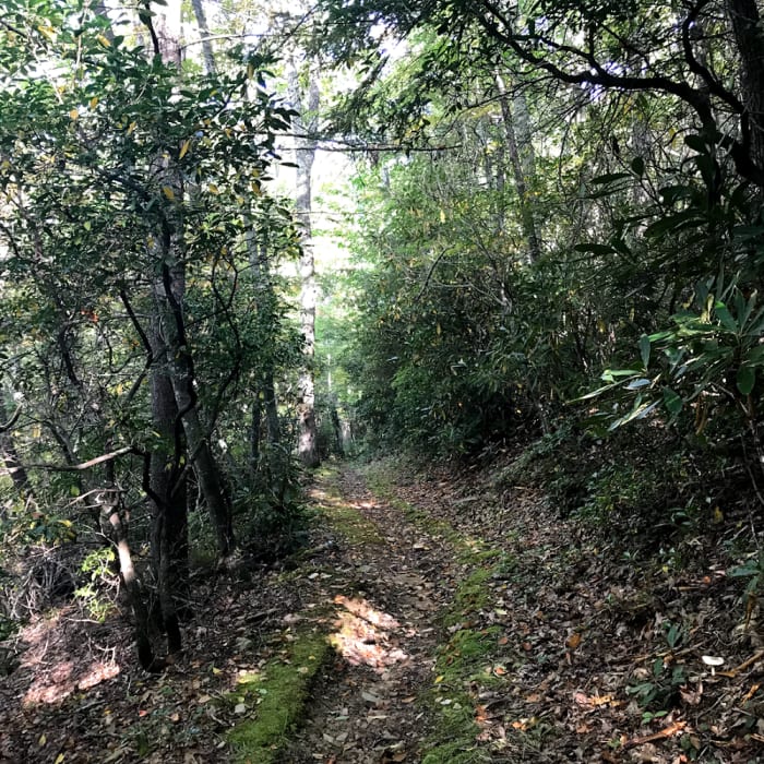 Along McKee Branch at the beginning of the trail. Near Cataloochee Divide Trail