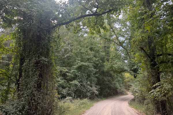 Blue Jay Hollow