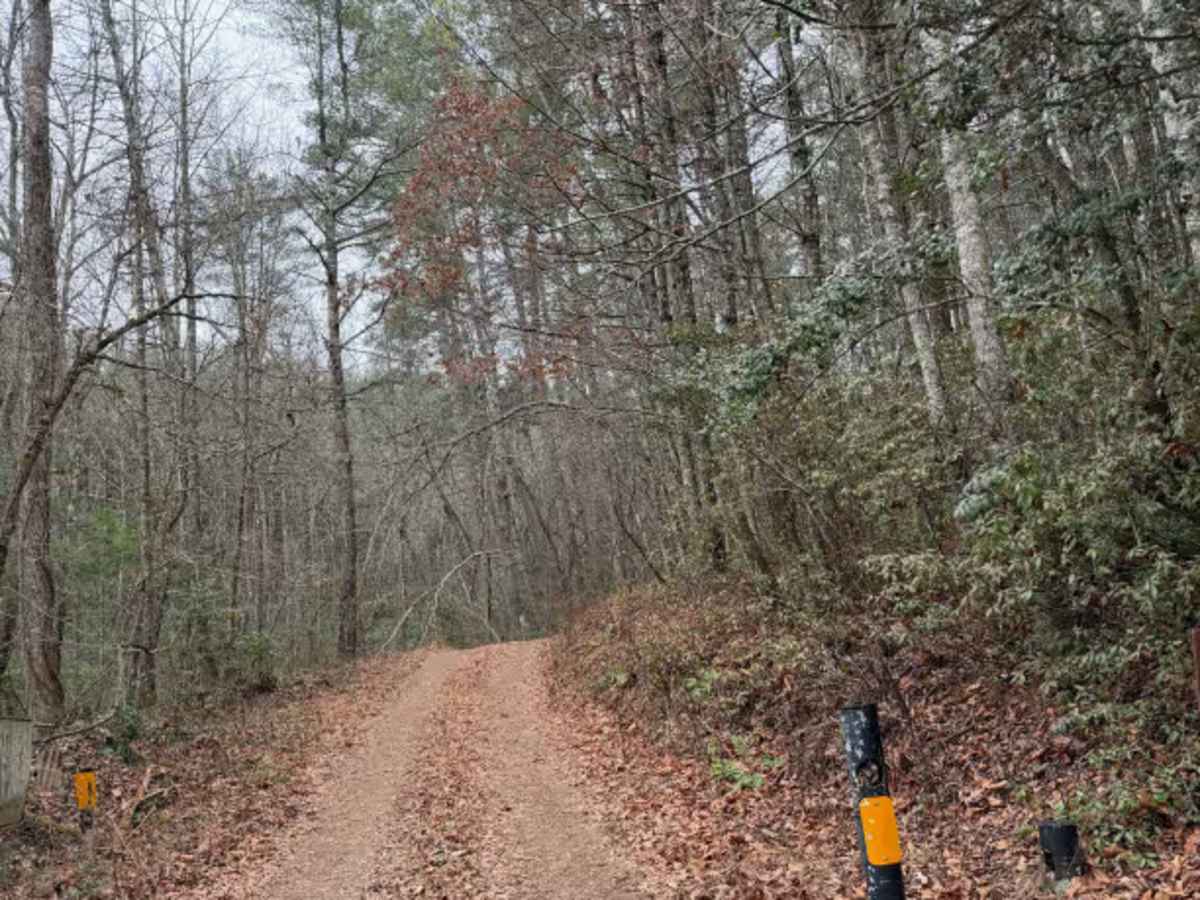 Yellow Mountain Trail - FS 268 trail photo